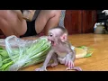 Download Lagu Baby Monkey Lito Can’t Leave Mom Alone  Always Wants to Stay Close! So Sweet!