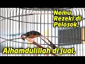Download Lagu Nemu Rezeki di Pelosok ‼️ Tidak ada yang tahu Murai Batu ini kalo Sering Juara 1..  