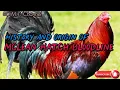 Origin and History of McLean Hatch Bloodline Chickens