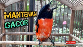 mantenan gunung gacor