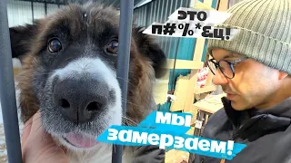 Кто это строил!? Ремонт в приюте для собак.