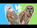 Barn Owl vs Barred Owl Sound Comparison Fast ID Guide
