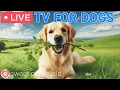 24 Hours of Dog TV Calming Music for Dog Sleep Soothing Dog Music for Anti Stress and Anxiety