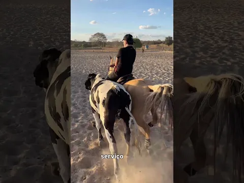 Minha primeira vez correndo vaquejada, da pra piorar 🤩 #vaquejada #cavalo #shortvideo