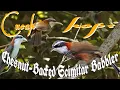 Burung cucak kopi,,,,Harga burung kopi kopi