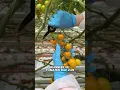 Download Lagu 👩‍🌾 Wat gebeurt er voordat jij een tomaat in je mandje legt?