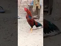Aseel Murga Ki Awaaz Compilation Asil Rooster Crowing Sound Effect By Top One Pets TV #sohailmalik