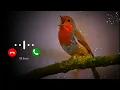Download Lagu Bird Bgm Ringtones, Bird chirping, Instrumental ringtone, Bird Sound ringtones