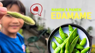 Little Kenzo Menanam dan Panen Edamame BERKEBUN SANGAT MENYENANGKAN