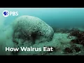 Download Lagu How Walruses Really Eat Clams