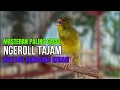 Download Lagu CUIT CUIT Kenari GACOR PANJANG INI Cocok untuk Masteran KENARI PAUD dan Kenari Macet BUNYIGACOR