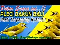 Lagu Pleci Dakun Bali Ngalas standar, Pancingan agar Pleci DAKBAL Gacor dan Cepat Buka Paruh