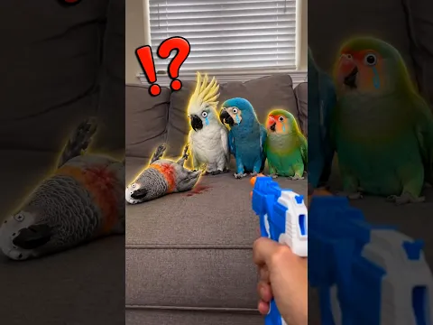 HOW TO TRAIN YOUR PARROT 🦜