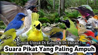suara pikat burung cipoh ribut kombinasi burcil auto langsung turun