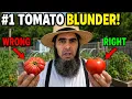 You re Ripening Tomatoes Wrong Never Let Them Ripen on the Vine Again