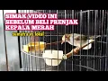 Download Lagu KELEBIHAN DAN KEKURANGAN PRENJAK SUMATRA DIBANDING PRENJAK LOKAL‼️