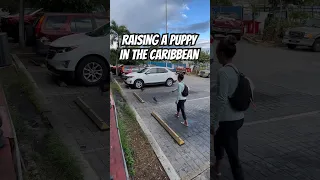 #yorkie #puppy #usvi #sailingbyefelicia