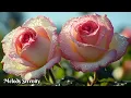 Download Lagu The most beautiful melody in the world🌺I want to listen to it forever🌿Music by Sergey Grischuk #2