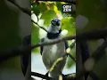 Download Lagu The Blue Jay Trifecta - Hawk, Puff, Shake it off #wildbirds #nature #birds