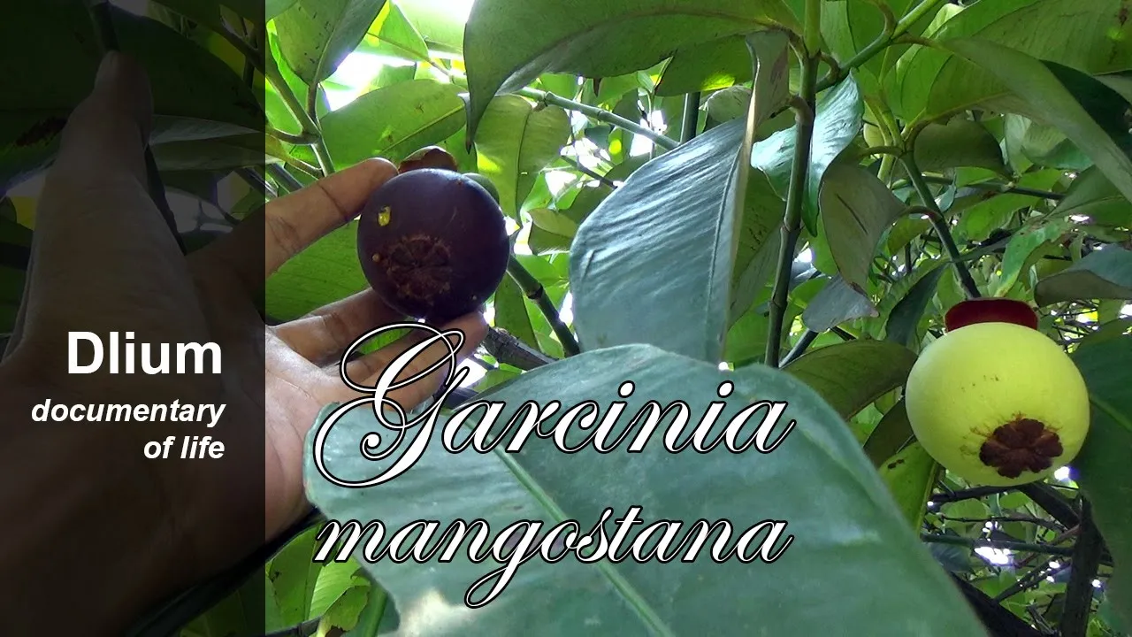 Learn all about Mangosteens, and watch me taste this tropical fruit for the first time. I will also . 