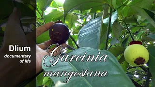 I managed to learn what NOT to look for when buying a mangosteen, but I ate it anyway, see how it go. 