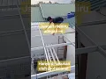 Download Lagu test  kekuatan rangka atap baja ringan #short#ceiling #dropceiling #bajaringan #kanopi #plafonpvc