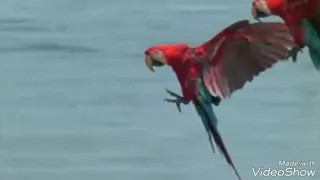 فيروز دخلك ياطير الوروار 