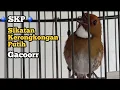 Download Lagu Sikatan Kerongkongan Putih (SKP) GACOORR
