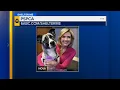 Shelter Me Meet beautiful Nova from the Pennsylvania SPCA