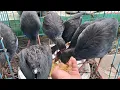 Download Lagu INI MAKANAN FAVORIT BURUNG MANDAR BIRU DI KANDANG