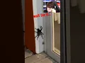 Download Lagu BIG SPIDER VS SMALL SPIDER.. #Shorts