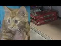 Rescue One in need of supplies for foster cats and dogs in Springfield