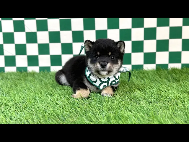 動画