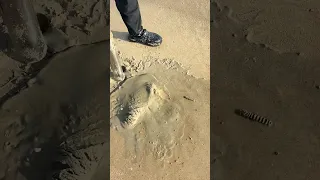 Have You Learned How To Catch Zebra Mantis Shrimp Outdoor Seafood Hunting Seafood Hunting 