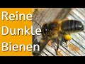 Watch buy and learn to love pure dark european bees - Apis mellifera mellifera