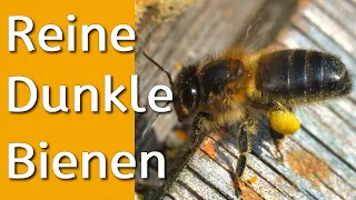 Watch buy and learn to love pure dark european bees - Apis mellifera mellifera