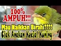 Download Lagu Ciak Anakan Kecial Kuning, Naikkan Birahi Kecial