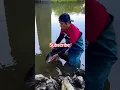Big fish short video #youtubeshorts #fishing