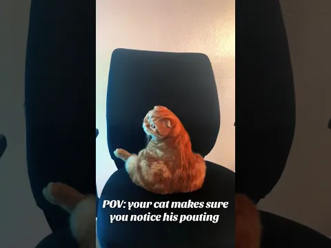 Orange Cat Pouts in Chair and Looks Back to Make Sure Owner Sees