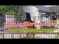 Download Lagu PANCINGAN PAGI HARI MELATIH MENTAL FIGHTER !! PANCINGAN MURAI BATU PAGI