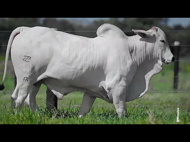 Garrote Nelore GLMP - 1705