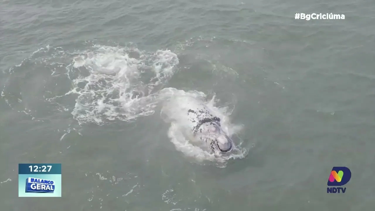 Monitoramento de baleias francas mobiliza estagiários e turistas