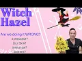 Witch Hazel Is it just another astringent