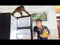 Download Lagu Funny CUTIS takes bath unbelievable way confuses Dad \u0026 Baby monkey 😯