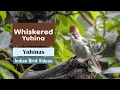 Download Lagu The Whiskered Yuhina (Yuhina flavicollis)