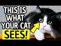 How Cats See Humans - Jaw-Dropping Secrets Every Pet Parent Must Know
