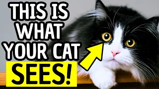 How Cats See Humans – Jaw-Dropping Secrets Every Pet Parent Must Know