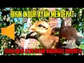 Download Lagu Suara anak ayam hutan hijau memanggil induknya | pikat induk ayam hutan