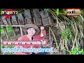 Download Lagu พาสาวลาวมาหาหน่อไม้หมายปี ครั้งแรกจะหมานบ่