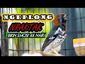 Download Lagu ANIS KEMBANG NGEPLONG NRATAK, SUARANYA AMPUH BIKIN ANIS KEMBANG MANAPUN LANGSUNG NYAUT